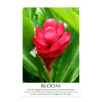 BLOOM posters