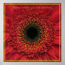 bloom where you are planted poster