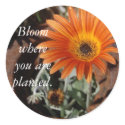 Bloom where you are planted - Stickers by WomenCan Bloom where you are planted - Stickers