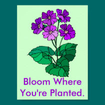 Bloom Where You're Planted Poster posters