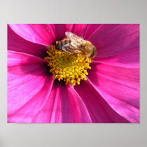 Bloom with a Honey Bee Posters