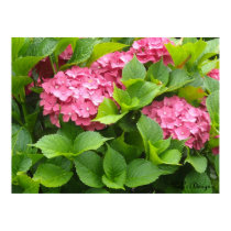Bloomin' Hydrangeas posters
