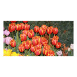 Bloomin' Tulips! Photo Cards