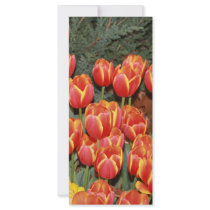 Bloomin' Tulips! rack cards