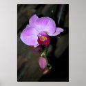 Blooming and buds posters