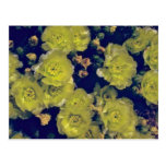 Blooming Beavertail Cactus flowers Post Card