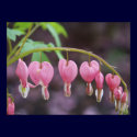 Blooming Bleeding Hearts posters