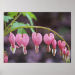 Blooming Bleeding Hearts Poster