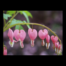 Blooming Bleeding Hearts posters