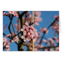 Blooming Blossoms cards