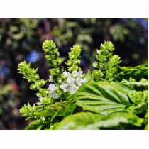 Blooming Bsail photo sculptures