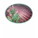 Blooming cactus-add your wording t-shirts by MakaraPhotos Blooming cactus-add your wording t-shirts