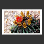 Blooming Cactus, art poster posters