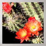 Blooming Cactus at Night Print