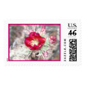Blooming Cactus postage by dmbike Blooming Cactus postage