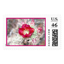 Blooming Cactus postage by dmbike Blooming Cactus postage