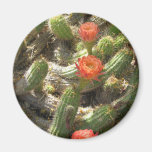 Blooming Cactus Trio Fridge Magnet