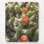 Blooming Cactus Trio Mouse Mats