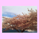 Blooming Cherry Tree Postcard postcards