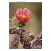 Blooming Cholla Cactus Card