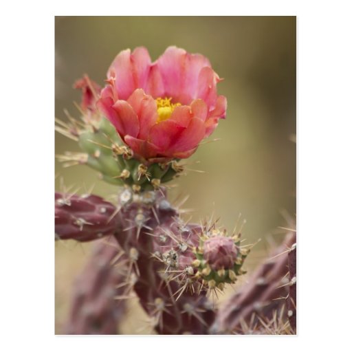Blooming Cholla Cactus Postcard