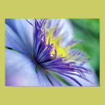 Blooming Clematis Framable Poster posters