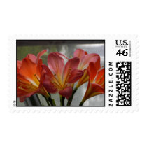 Blooming Clivia postage