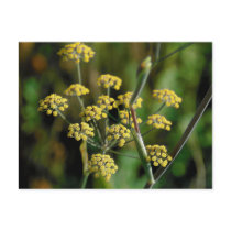 Blooming Fennel postcards