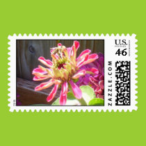 Blooming fushia zinnia postage stamps