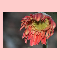 Blooming Gerbera Canvas Print, Version B posters