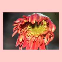 Blooming Gerbera Daisy Canvas Print posters