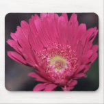 Blooming Gerbera Daisy Mousepad