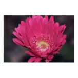 Blooming Gerbera on Canvas Print Blooming Gerbera on Canvas Print