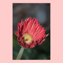 Blooming Gerbera Vertical Canvas Print posters