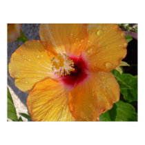 Blooming Hibiscus on Canvas posters