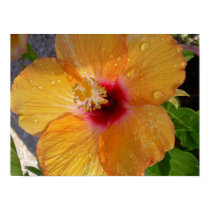 Blooming Hibiscus Poster posters