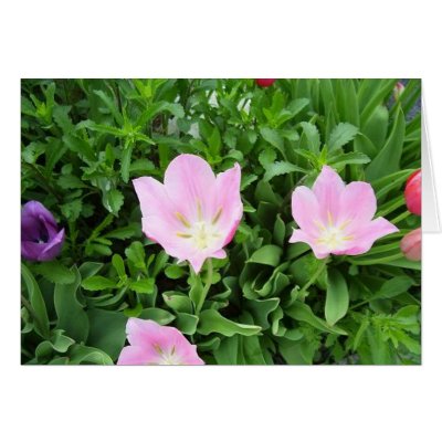 Blooming in Pinks Greeting Cards by sdavis051