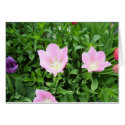 Blooming in Pinks cards by sdavis051 Blooming in Pinks cards