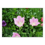 Blooming in Pinks