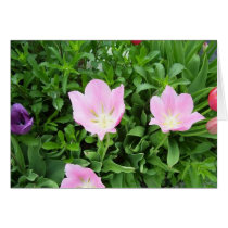 Blooming in Pinks cards