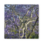 Blooming Jacaranda Trees in New Farm Park, 2 Magnets