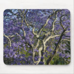 Blooming Jacaranda Trees in New Farm Park, 2 Mouse Pad