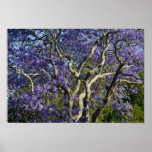 Blooming Jacaranda Trees in New Farm Park, 2
