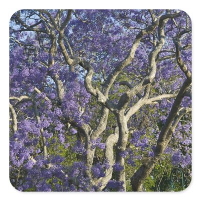 Blooming Jacaranda Trees in New Farm Park, 2 Square Sticker by danitadelimont