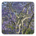 Blooming Jacaranda Trees in New Farm Park, 2 stickers