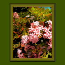 Blooming Jade posters