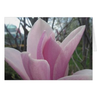 Blooming Lotus card