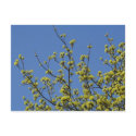 Blooming Maple postcards by heysje Blooming Maple postcards