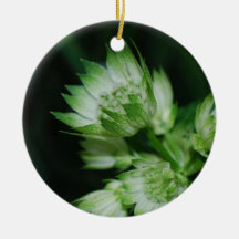 Blooming Masterwort Ornament