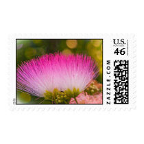 Blooming Mimosa stamps